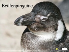 Brillenpinguine-Präsentation.pdf